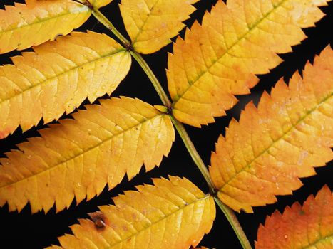 Detailed close-up of yellow autumn leaves with water droplets on a black background, showcasing nature's beauty.