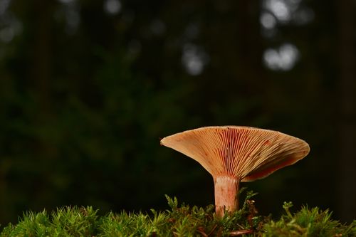 Free Detailed view of a mushroom with lamellar gills growing on a forest floor covered in moss. Stock Photo