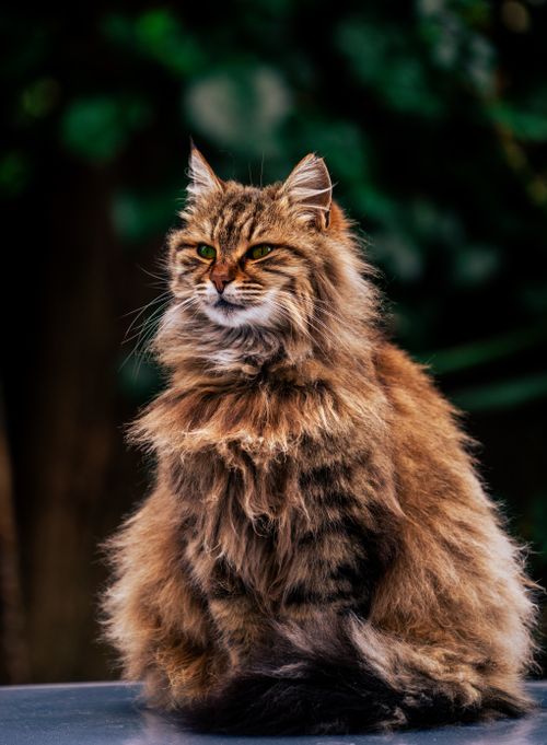 Free Captivating image of a fluffy long-haired cat in an outdoor setting, exuding elegance and charm. Stock Photo