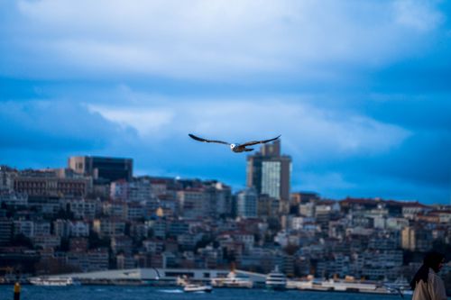 Free A seagull soars high above the Istanbul skyline, capturing the vibrant spirit of this Turkish city. Stock Photo