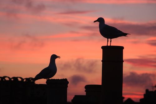 Free stock photo of artistic silhouette, bird profile, birds Stock Photo