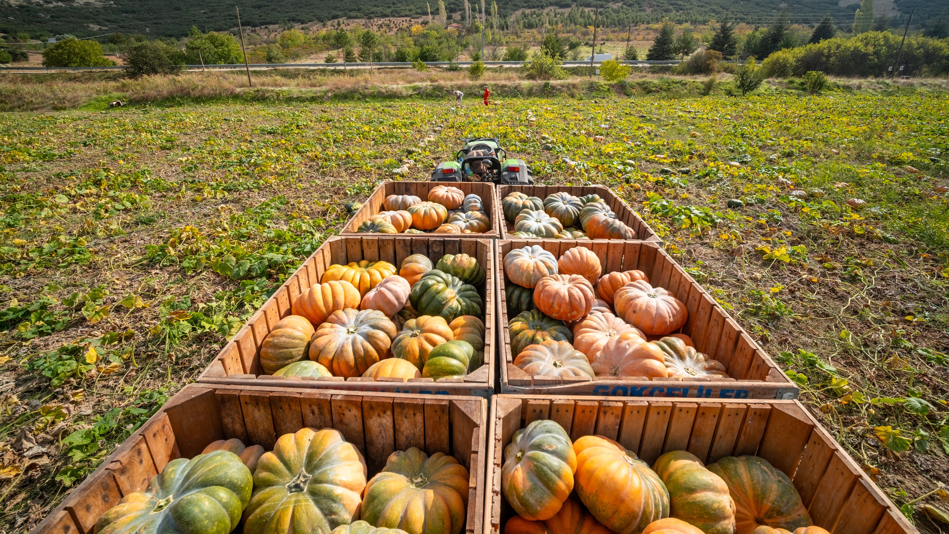 'Everyone laughed' when he started a pumpkin farm—now it brings in $2 million a year