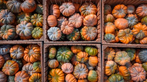 Free Top view of wooden crates filled with colorful pumpkins, perfect for autumn themes. Stock Photo