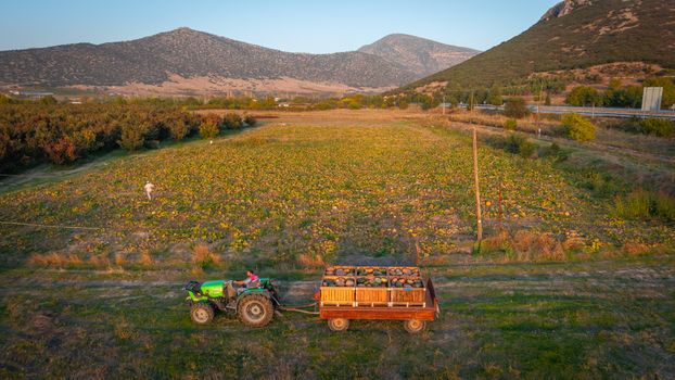 Tractor harvesting pumpkins in vast field with scenic mountain backdrop at sunset.