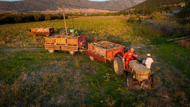 Aerial view of farmers using a tractor to gather pumpkins in a field during autumn.