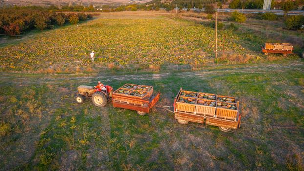 Aerial shot of a tractor pulling trailers loaded with pumpkins in a vast field during autumn.
