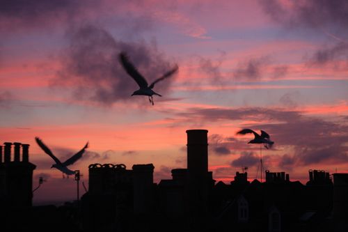 Free stock photo of artistic silhouette, brighton rooftops, brighton sunset Stock Photo