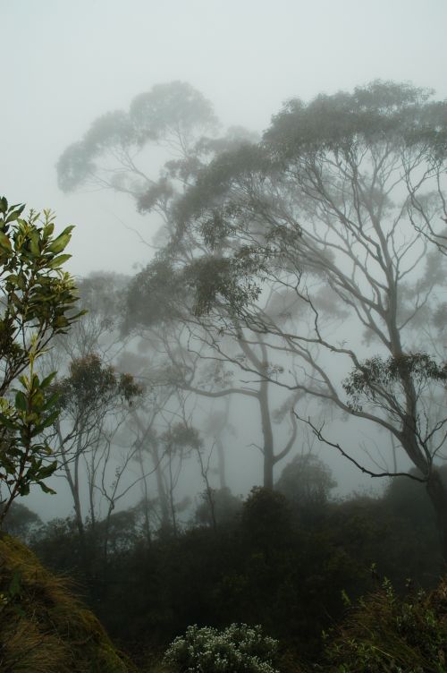 Free stock photo of ancient trees, australian landscape, australian rainforest Stock Photo