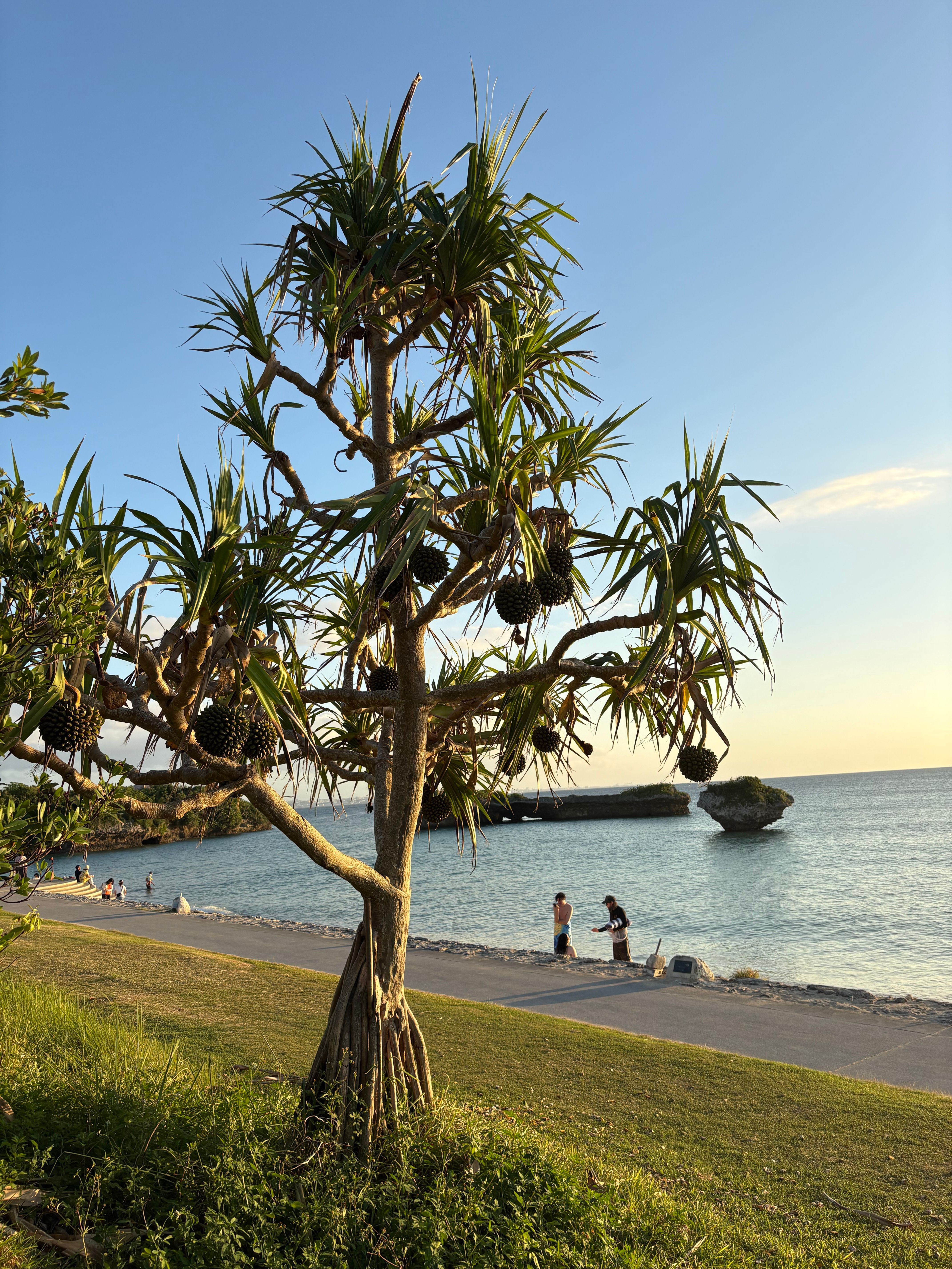 OIST PhD Programme 2027, Okinawa Japan