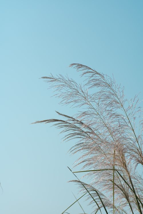 Free Tranquil image of pampas grass swaying gently in the breeze with a clear blue sky as backdrop. Stock Photo