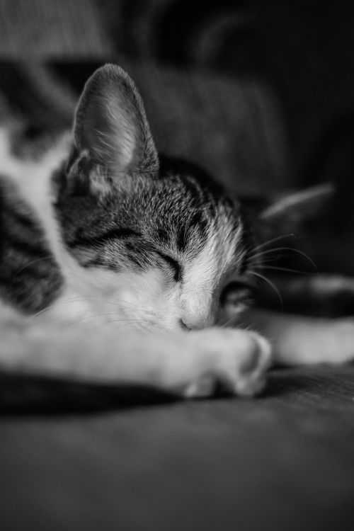 Free Monochrome close-up of a sleeping cat on a cozy surface. Stock Photo