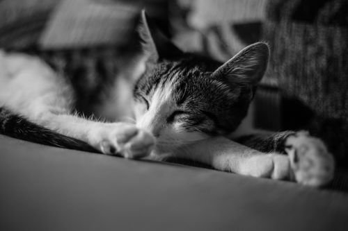 Free Peaceful cat sleeping on couch in black and white, capturing tranquility and comfort. Stock Photo