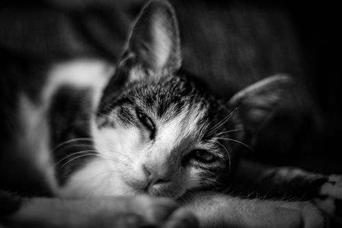 Free Close-up black and white portrait of a calm cat lying down. Stock Photo