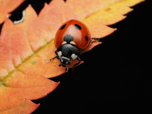 Free Macro shot of a ladybug crawling on a vibrant autumn-hued leaf against a black background. Stock Photo