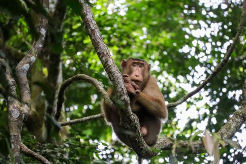 Free A macaque perched on a tree branch in a dense, vibrant forest in Indonesia. Stock Photo