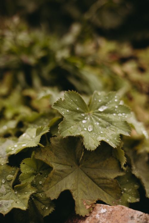 Free Macro shot of dew-covered green leaves, highlighting nature's delicate beauty in Tallinn. Stock Photo