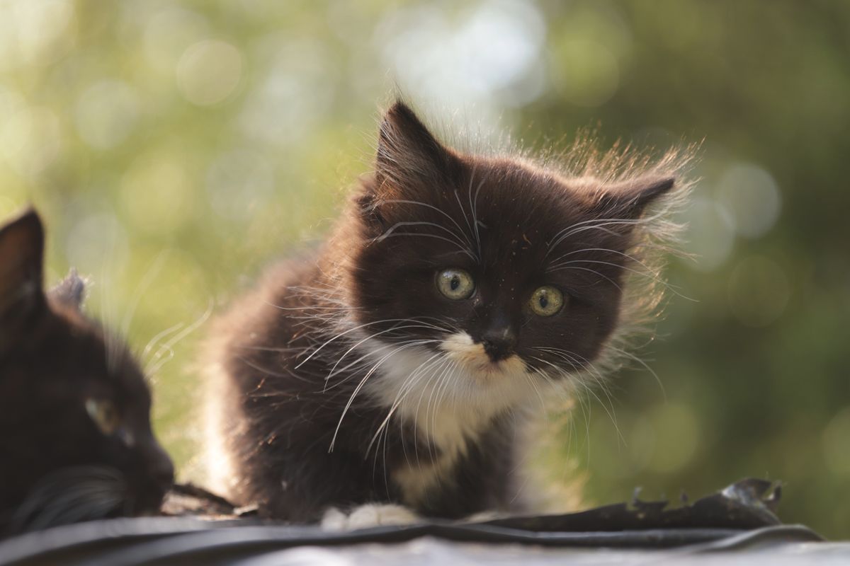 Gros plan charmant d’un chaton duveteux aux yeux brillants, en extérieur à la lumière naturelle.
