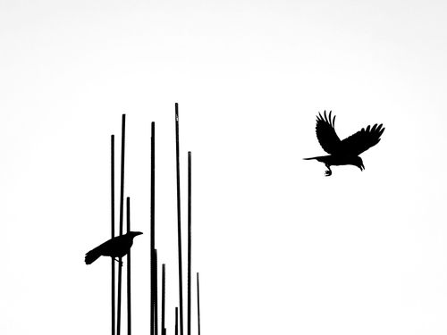 Free Black silhouette of birds perched and flying against a stark white sky, showcasing contrast and freedom. Stock Photo