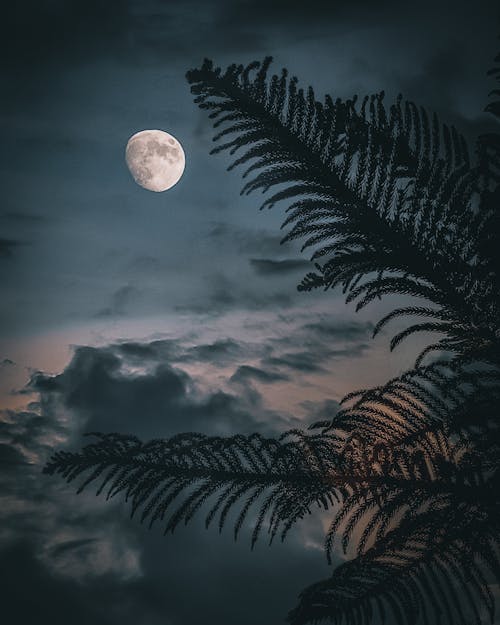 Moon in cloudy night sky over palm