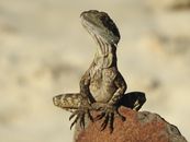Close-Up Shot Of A Reptile