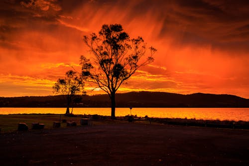 Silhouette Of Tree Near Body Of Water During Sunset