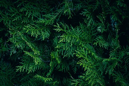 Free Close-up of lush conifer foliage showcasing vibrant green textures in a natural setting. Stock Photo