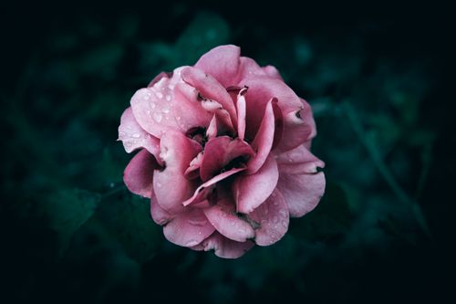Free A vibrant pink rose covered in water droplets against a dark background, showcasing natural beauty. Stock Photo