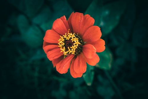 Free Close-up of a vibrant orange zinnia flower with yellow center blooms in a dark garden setting. Stock Photo
