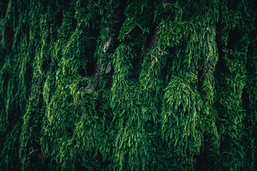 Free Close-up of vibrant green moss growing on a tree trunk, showcasing nature's texture and detail. Stock Photo
