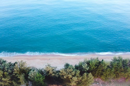 Free Trees Beside Blue Sea Stock Photo