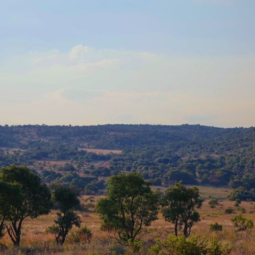 Free Beautiful view of the African savannah landscape with trees in summer under a clear sky. Stock Photo