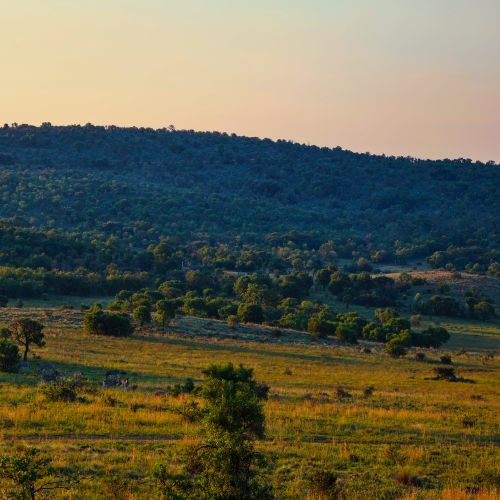 Free A beautiful open savannah landscape under a serene sunset sky with lush greenery. Stock Photo