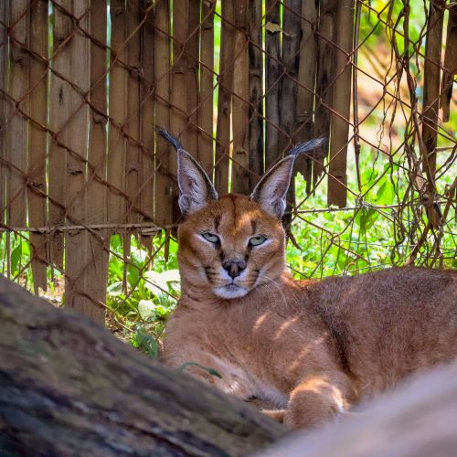 Free Close-up of a caracal lounging peacefully outdoors, captured in natural light. Stock Photo