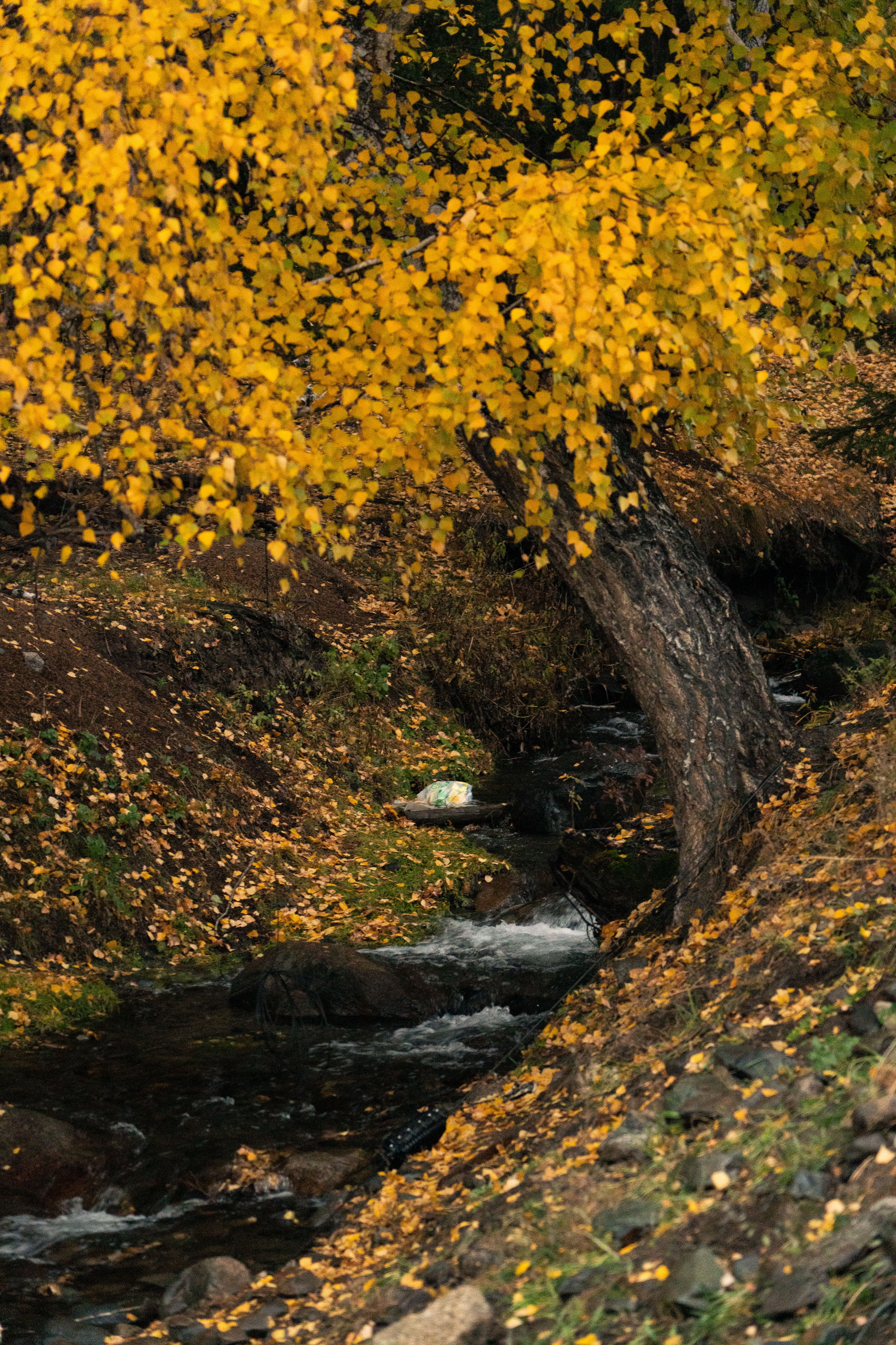 Fotomural Un arroyo tranquilo rodeado de un vibrante follaje otoñal amarillo y un paisaje exuberante.