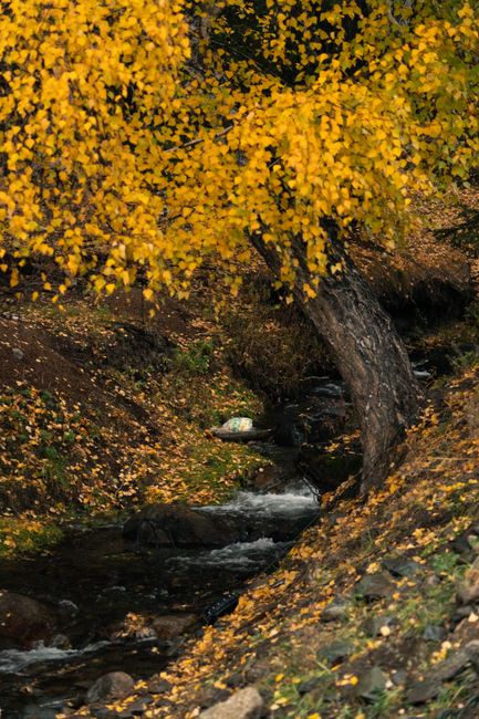 Fotomural Un arroyo tranquilo rodeado de un vibrante follaje otoñal amarillo y un paisaje exuberante.