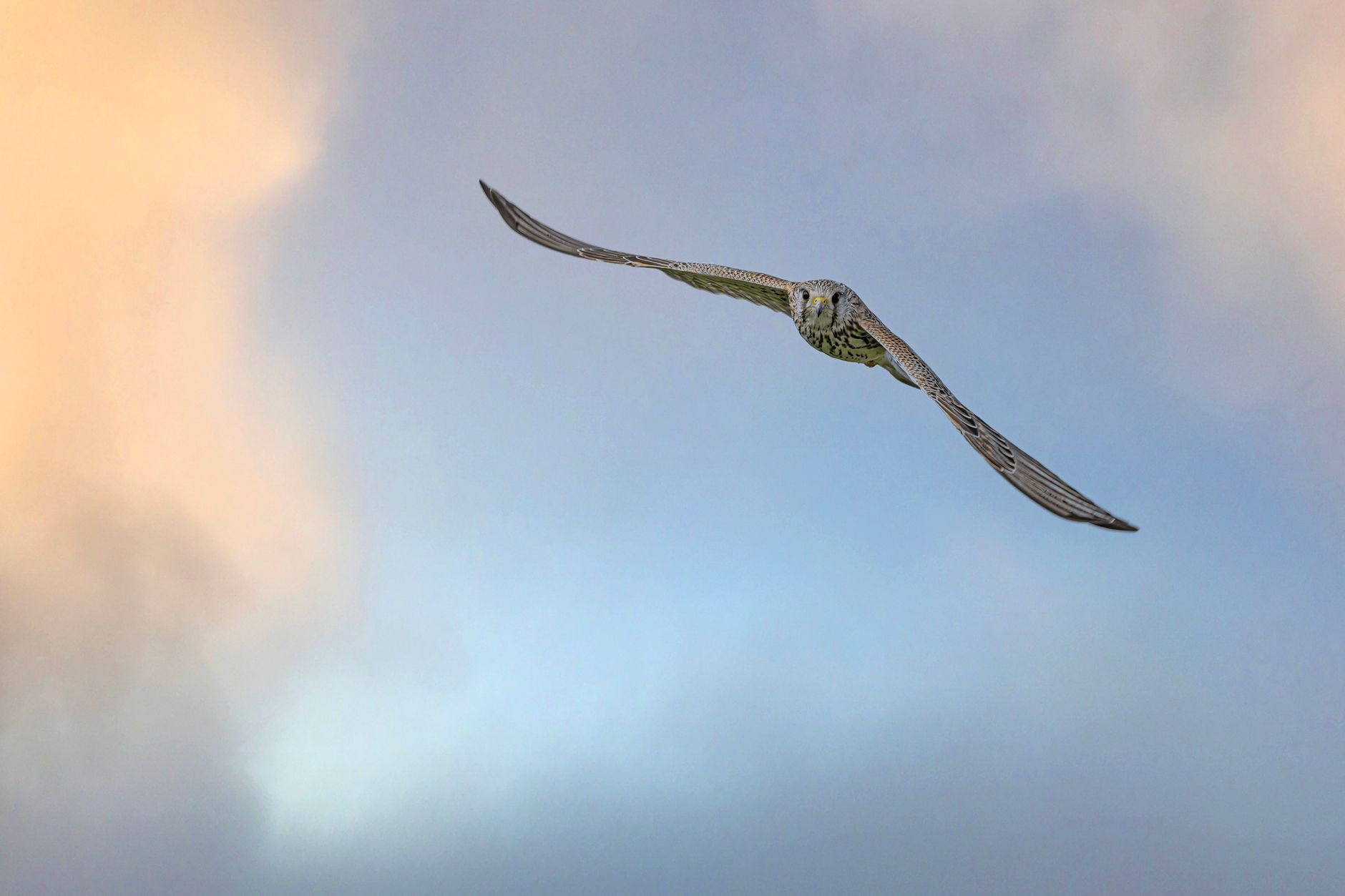 A lone hawk gracefully flying against a twilight sky in Wurster Nordseeküste.