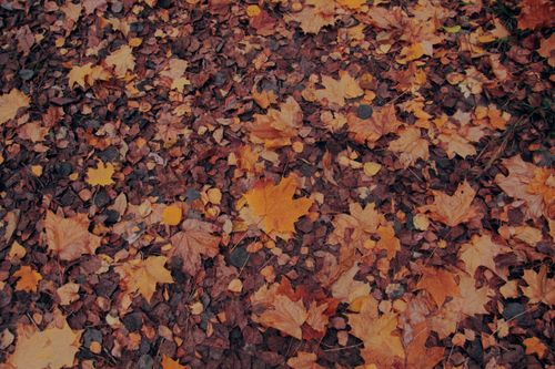 Free A top view of colorful autumn leaves creating a warm carpet effect on the ground. Stock Photo