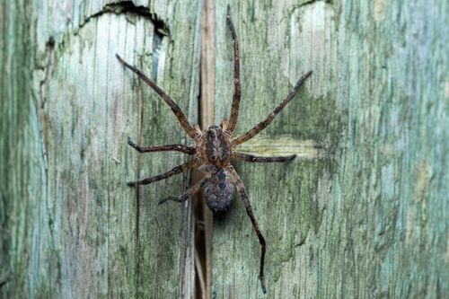 Free Detailed macro image of a Zoropsis spinimana spider showcasing its textured body on aged wood. Stock Photo