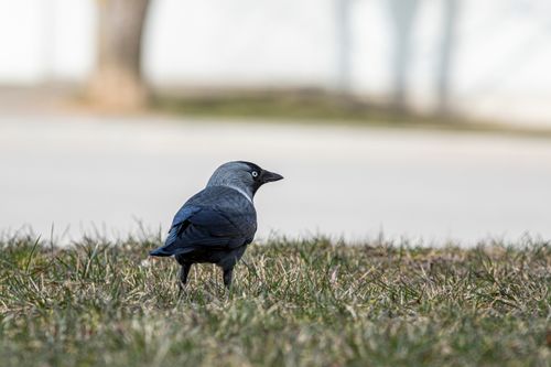 Free Close-up of a blackbird standing in grass in Estonia, showcasing detailed feathers. Stock Photo