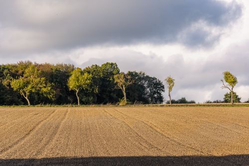 Free Serene rural landscape with trees lining a plowed field under cloudy skies in Coesfeld, Germany. Stock Photo