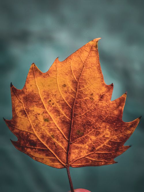 Free Detailed view of a dry autumn leaf held against a blurred blue background. Stock Photo