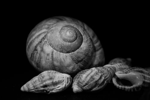 Free A detailed black and white macro photograph of seashells and a large snail shell. Stock Photo