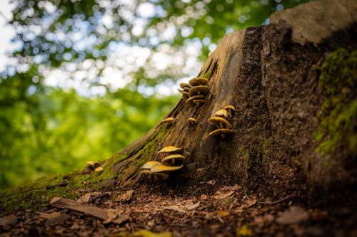Free Yellow mushrooms sprouting on a mossy tree stump in a vibrant, green forest. Stock Photo