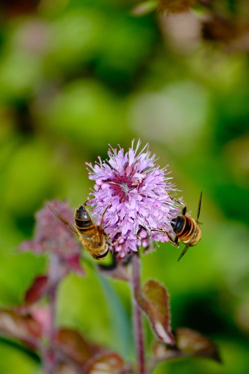 Free Close-up image of honey bees on a purple flower, showcasing pollination in a natural setting. Stock Photo