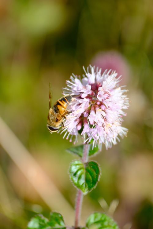 Free Detailed macro of a honeybee pollinating a pink mint flower, showcasing natural beauty. Stock Photo