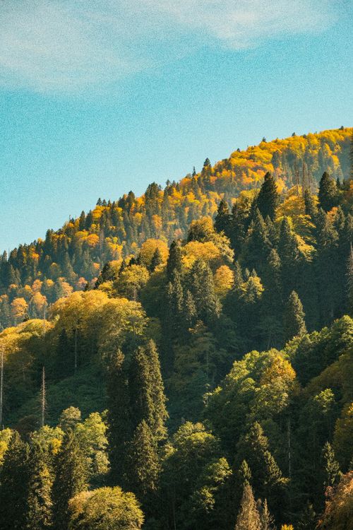 Free Colorful autumn trees on a sunny hillside create a vivid forest scene. Stock Photo
