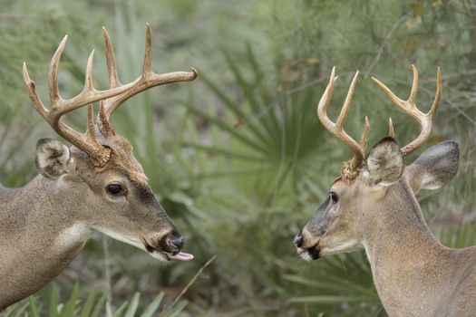 Dem bucks party over alleged Alaska vote-siphoning effort: 'Neither party should be doing it'