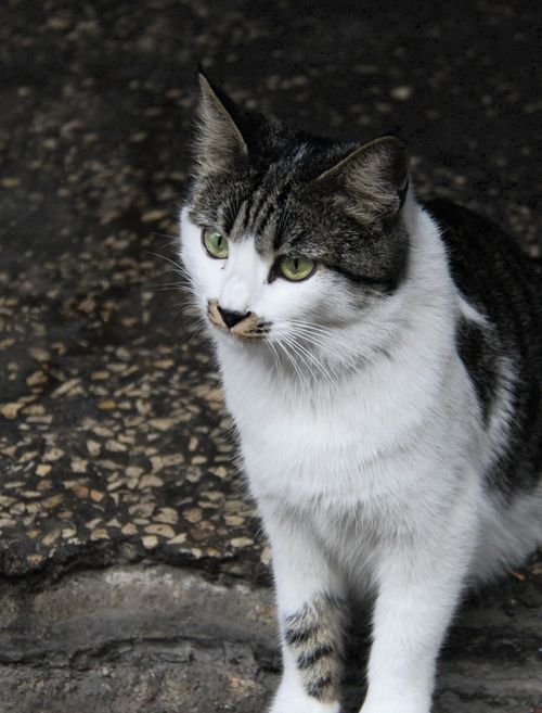 Free Closeup of a domestic cat sitting on a textured surface outdoors, showing alert expression. Stock Photo