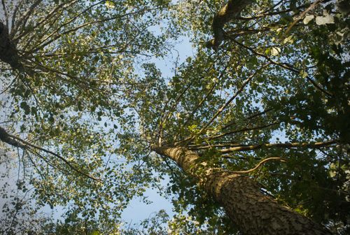 Free Captivating view of green tree canopy against a clear blue sky, conveying tranquility and nature's beauty. Stock Photo