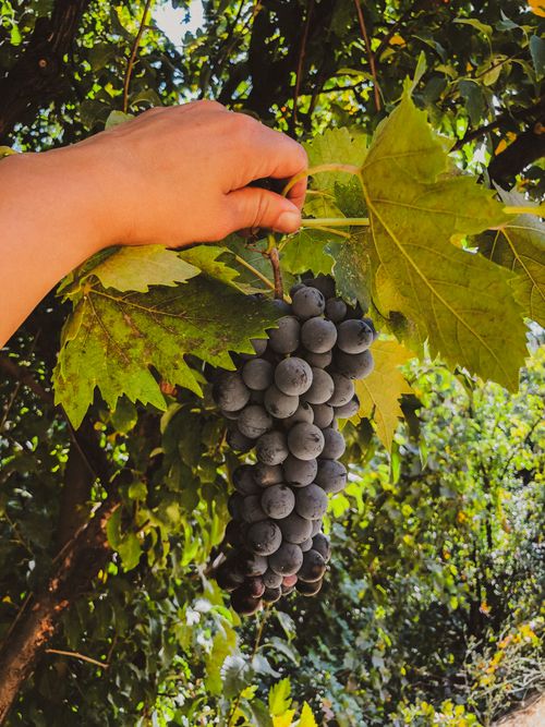 Free Close-up of a hand holding ripe grapes on a vine, surrounded by green leaves outdoors. Stock Photo